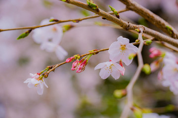 青山霊園の満開の桜