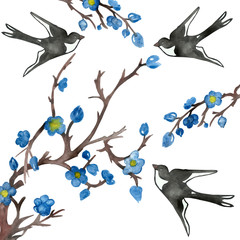 Watercolor hand painted nature composition with black and white swallow birds flying around brown tree branches and blue blossom flowers with yellow center on the white background for design elements