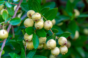 Myrtus communis or myrtle bushes with berries in Var, Provence.