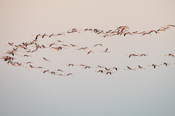 flock of birds flying in the blue sky