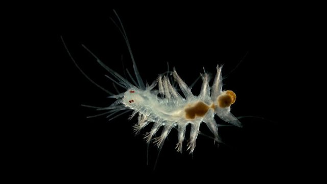a young worm Polychaeta under a microscope, the family Hesionidae, order Aciculata, are distinguished by long antennae developed throughout the body