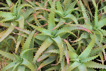Aloe plants in Jerusalem, Israel