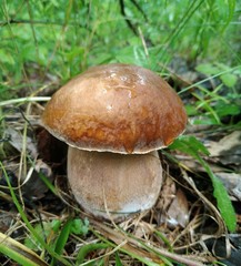 Penny bun mushroom in the forest