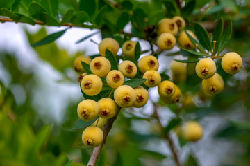 Myrtus communis or myrtle bushes with berries in Var, Provence.