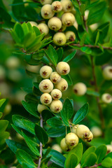 Myrtus communis or myrtle bushes with berries in Var, Provence.
