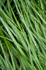 Fototapeta na wymiar Water drops on green grass leaves