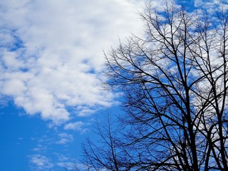 Beautiful panoramic view of the trees with amazing sky and clouds in the background in winter days in the village