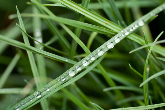 Water drops on green grass leaves