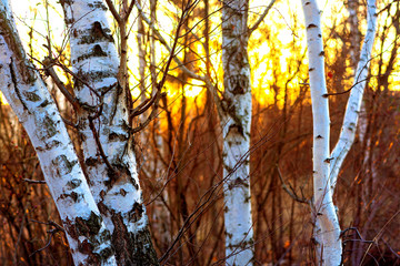 Autumn forest against the sunset sky. Birch grove in late autumn