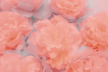 Beautiful abstract color purple and pink flowers on white background and orange flower frame and light pink leaves texture, white background, colorful banner happy valentine