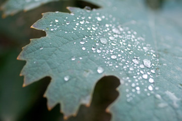 Raindrops on a green leaf