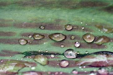 Raindrops on a green leaf
