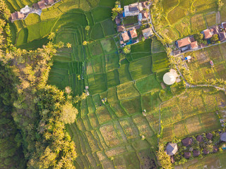 Aerial top view to rice terraces near Ubud town. Photo from drone. Ubud, Bali, Indonesia