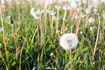 Dandelion stems with white ball of seeds on green grass background
