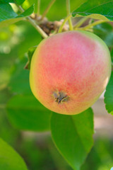 Mature apples hanging on a tree branch in the summer garden