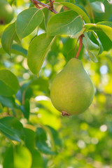 Mature pears hanging on a tree branch in the Summer garden