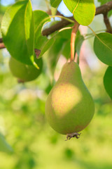 Mature pears hanging on a tree branch in the Summer garden