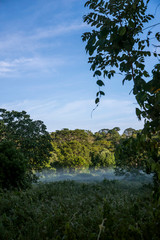 Forest photographed in Linhares, Espirito Santo. Southeast of Brazil. Atlantic Forest Biome. Picture made in 2015.