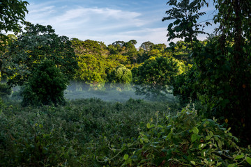 Forest photographed in Linhares, Espirito Santo. Southeast of Brazil. Atlantic Forest Biome. Picture made in 2015.