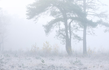 tree silhouettes in dense fog