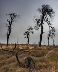 Noir Flohay, Dead trees burned in a fire, Belgium Ardennes.