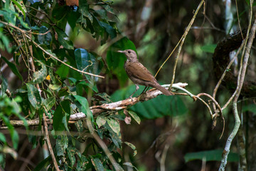 Bird photographed in Linhares, Espirito Santo. Southeast of Brazil. Atlantic Forest Biome. Picture made in 2015.
