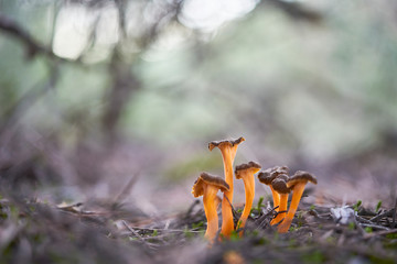 cantharellus lutescens - obrazy, fototapety, plakaty