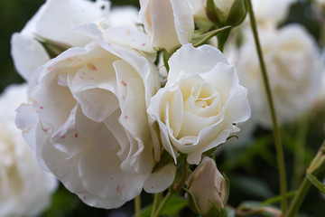 Rosier