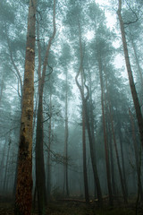 Foggy pine misty forest
