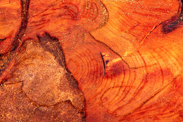 Tree trunk section in lush lava natural color. Wet wood section