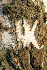 Texture of birch bark covered with green moss