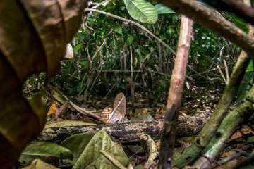 Butterfly photographed in Linhares, Espirito Santo. Southeast of Brazil. Atlantic Forest Biome. Picture made in 2015.