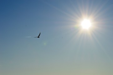 the bird flies toward the sun