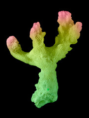 coral isolated on white background © Dmitry