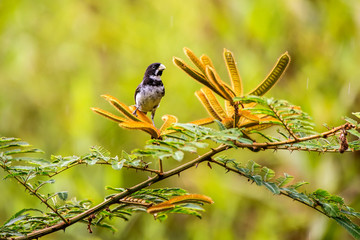 Bird photographed in Linhares, Espirito Santo. Southeast of Brazil. Atlantic Forest Biome. Picture made in 2015.