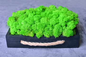 Green decorative moss in the planter for interior decoration