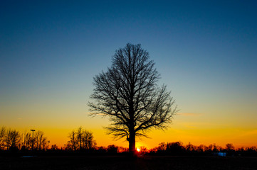 The lonesome ancient tree at sunset