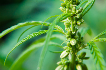Seeds on cannabis bush, marijuana, hemp bud, close up. Cultivation of cannabis for the production...