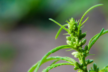Beautiful background of green seeds cannabis bush flowers, hemp bud, marijuana close up. The place...