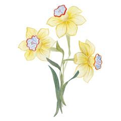 Bouquet of daffodils. Watercolor illustration for greetings, invitations.