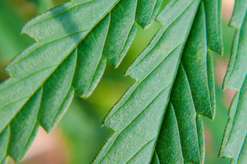 Green cannabis leaf, hemp macro close up. An up-close view of young indoor flowering legal medical marijuana cannabis bud