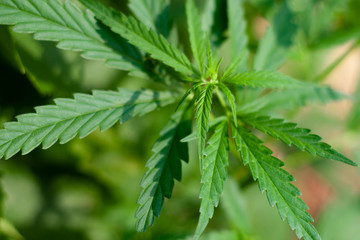 Green cannabis leaf, hemp macro close up. An up-close view of young indoor flowering legal medical marijuana cannabis bud