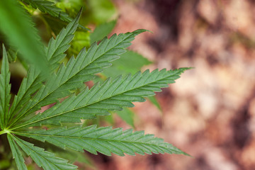 Beautiful background of green cannabis leaf, hemp macro, marijuana close up. The place for copy space. Detail of marijuana. Cannabis for the production of CBD oil
