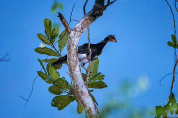 Bird photographed in Linhares, Espirito Santo. Southeast of Brazil. Atlantic Forest Biome. Picture made in 2015.