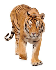 Tiger walking on white background