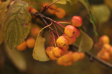 branch of tree with fruits and berries