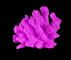 Coral isolated on black background © Dmitry