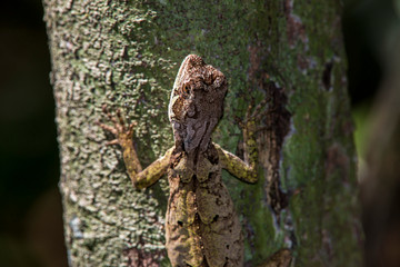 Obraz premium Brazilian Fathead Anole photographed in Linhares, Espirito Santo. Southeast of Brazil. Atlantic Forest Biome. Picture made in 2015.