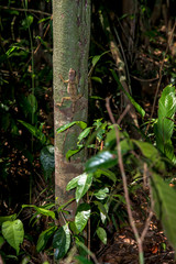 Fototapeta premium Brazilian Fathead Anole photographed in Linhares, Espirito Santo. Southeast of Brazil. Atlantic Forest Biome. Picture made in 2015.