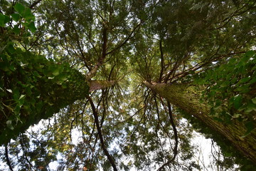 tree and blue sky